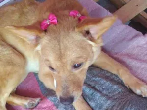 Cachorro raça Mestiça idade 3 anos nome Mel