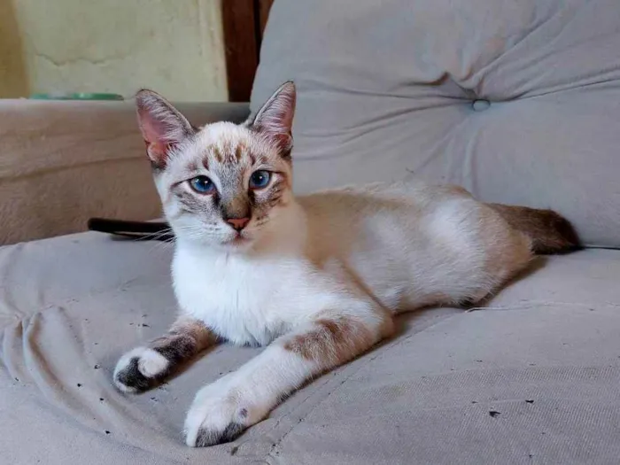 Gato ra a Sem raça definida idade 2 a 6 meses nome Sem nome