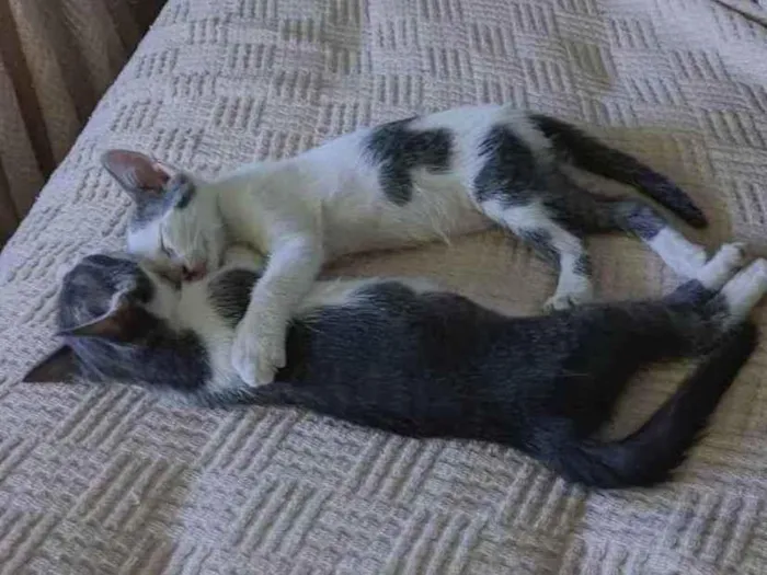 Gato raça Não sabemos  idade 2 a 6 meses nome Não tem nome 