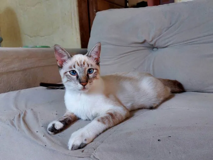 Gato ra a  idade 2 a 6 meses nome fofo