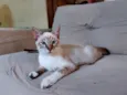 fofo