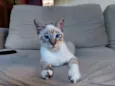 fofo