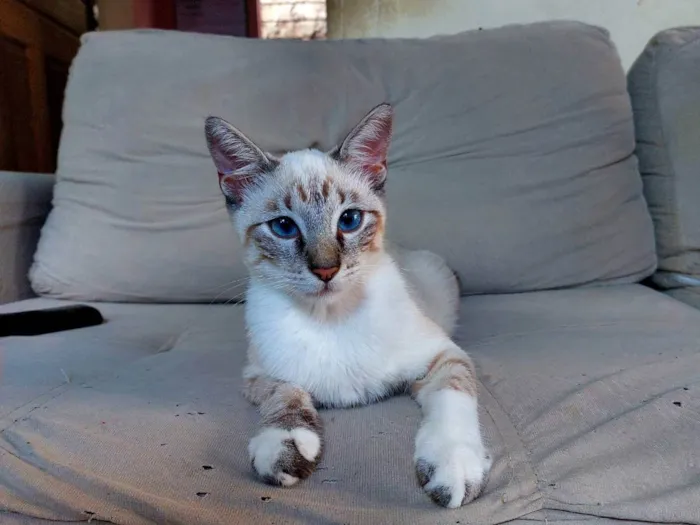 Gato ra a  idade 2 a 6 meses nome fofo