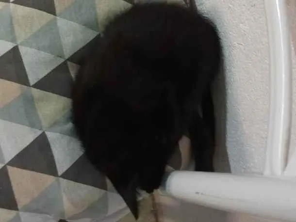 Gato ra a Filhote de cianesa idade 2 a 6 meses nome Nani