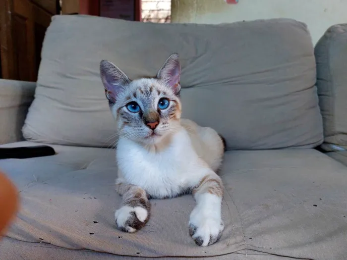Gato ra a Sem raça definida idade 2 a 6 meses nome Sem nome