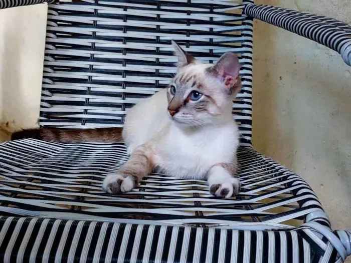 Gato ra a Sem raça definida idade 2 a 6 meses nome Sem nome