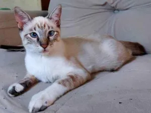 Gato raça Sem raça definida idade 2 a 6 meses nome Sem nome