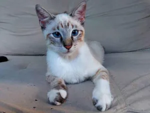 Gato raça  idade 2 a 6 meses nome fofo