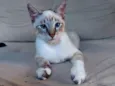 fofo