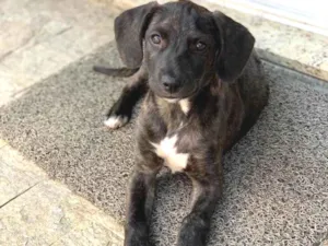 Cachorro raça SRD idade 2 a 6 meses nome Fred