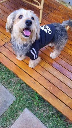 Cachorro raça Srd idade 2 anos nome Teddy ursinho 