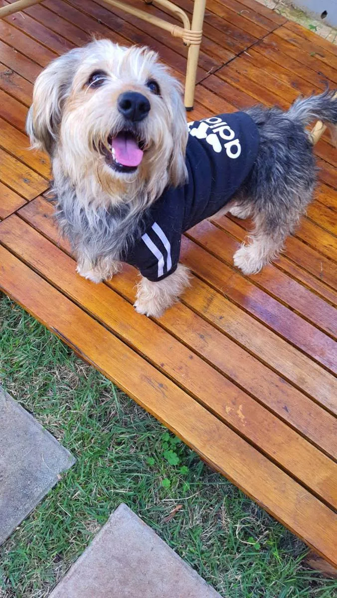 Cachorro raça Srd idade 2 anos nome Teddy ursinho 