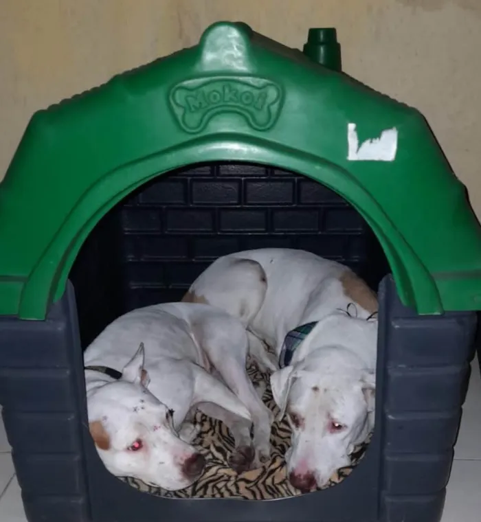 Cachorro ra a Pitbull  idade 2 anos nome Romeu e Juli