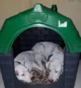 Romeu e Juli