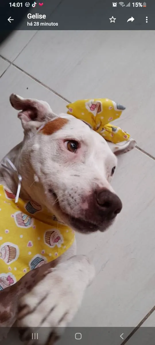 Cachorro ra a Pitbull  idade 2 anos nome Romeu e Juli