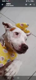 Romeu e Juli