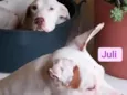 Romeu e Juli