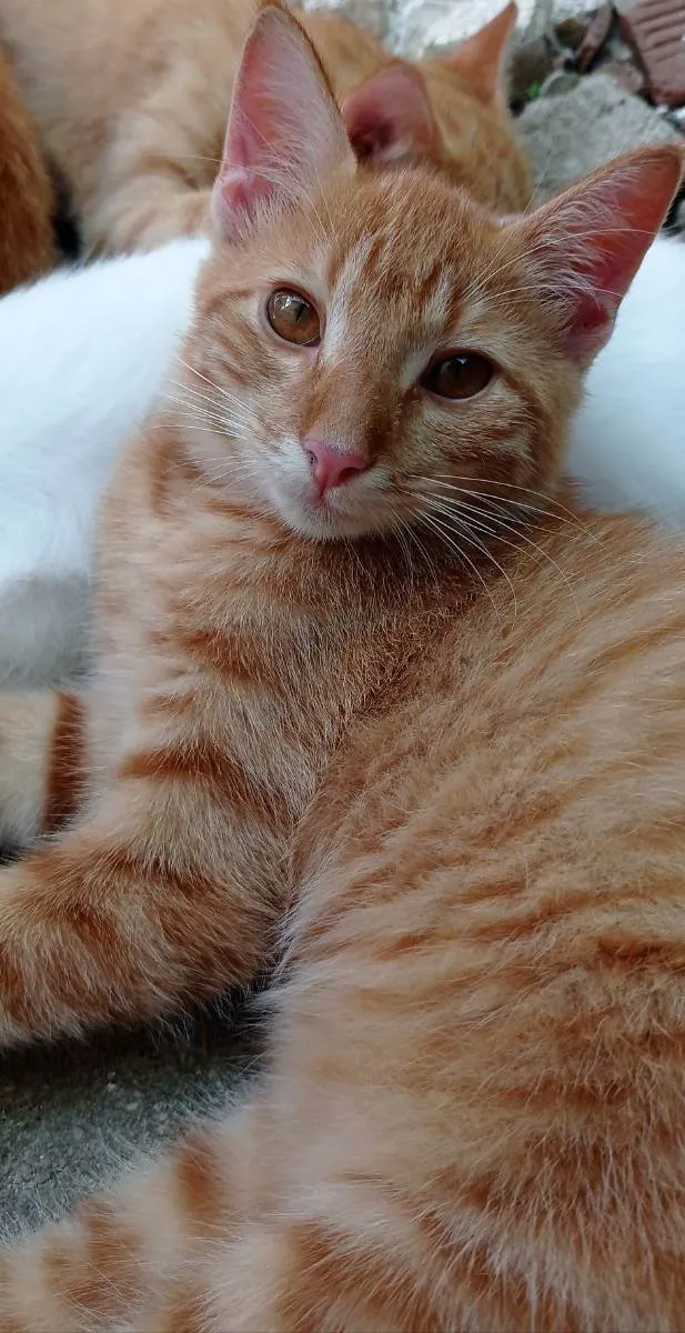 Gato ra a SRD idade 2 a 6 meses nome Simba e Nala