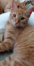 Simba e Nala