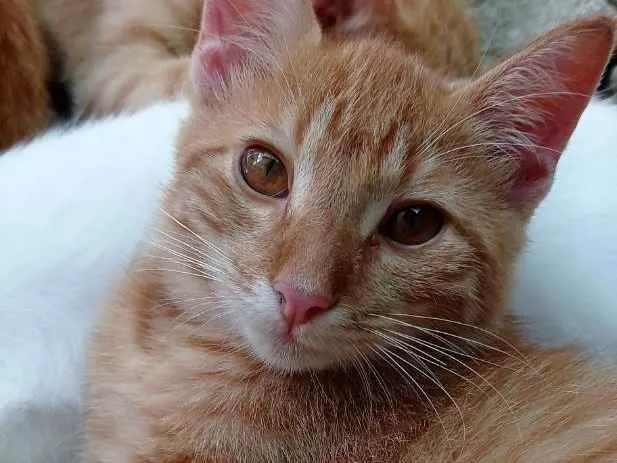 Gato ra a SRD idade 2 a 6 meses nome Simba e Nala