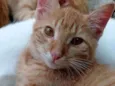 Simba e Nala