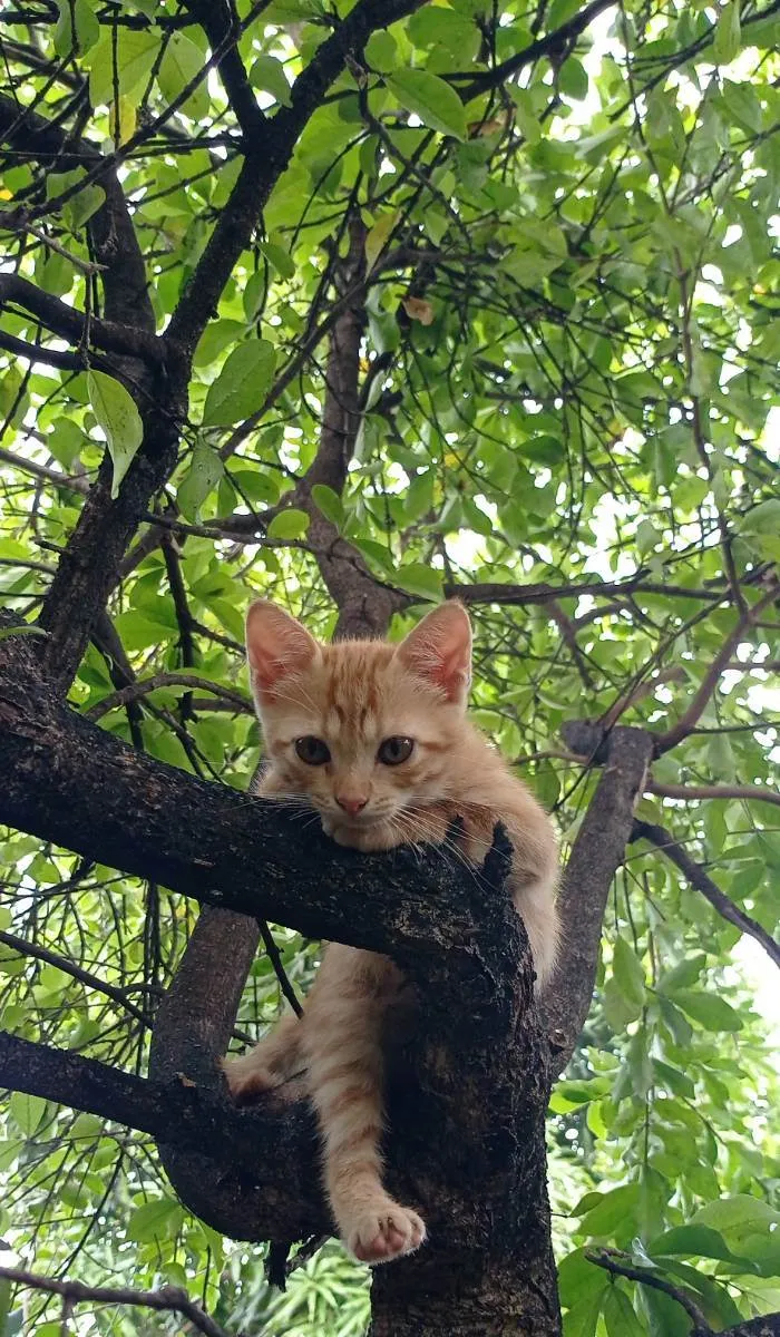 Gato ra a SRD idade 2 a 6 meses nome Simba e Nala