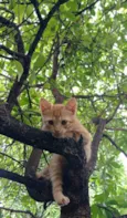 Simba e Nala