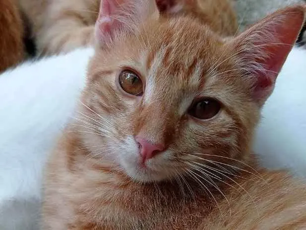 Gato ra a SRD idade 2 a 6 meses nome Simba e Nala