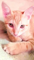 Simba e Nala