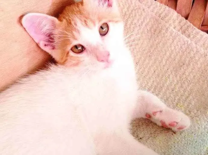 Gato ra a SRD idade 2 a 6 meses nome Branquinho e Kiara