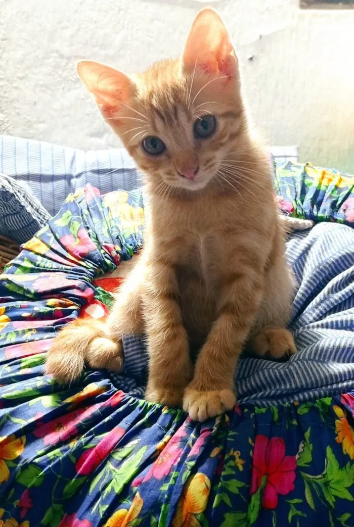 Gato ra a SRD idade 2 a 6 meses nome Branquinho e Kiara