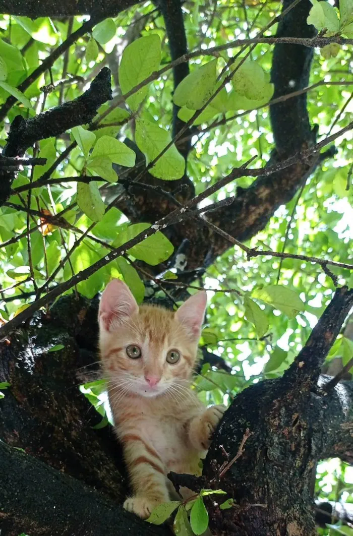 Gato ra a SRD idade 2 a 6 meses nome Branquinho e Kiara
