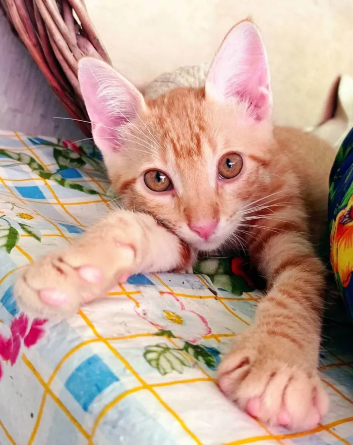 Gato ra a SRD idade 2 a 6 meses nome Branquinho e Kiara