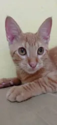 Kiro