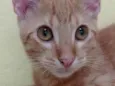 Kiro