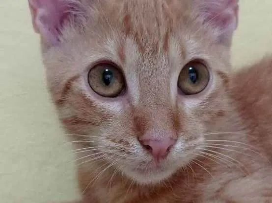 Gato ra a SRD idade 2 a 6 meses nome Kiro