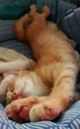 Kiro