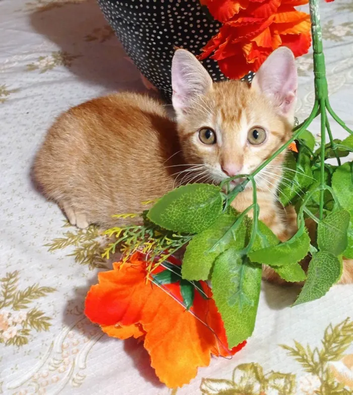 Gato ra a SRD idade 2 a 6 meses nome Kiro
