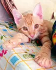 Kiro