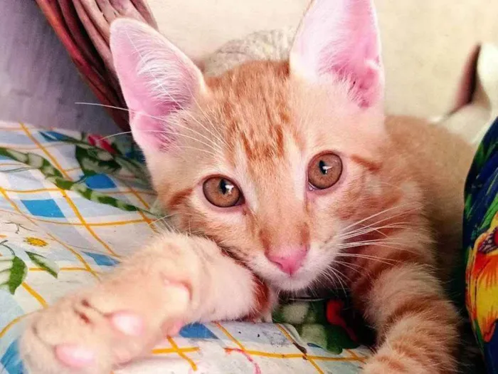 Gato ra a SRD idade 2 a 6 meses nome Kiro