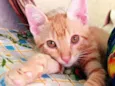 Kiro