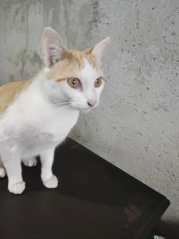 Gato ra a Gato branco e laranja idade 1 ano nome Theo