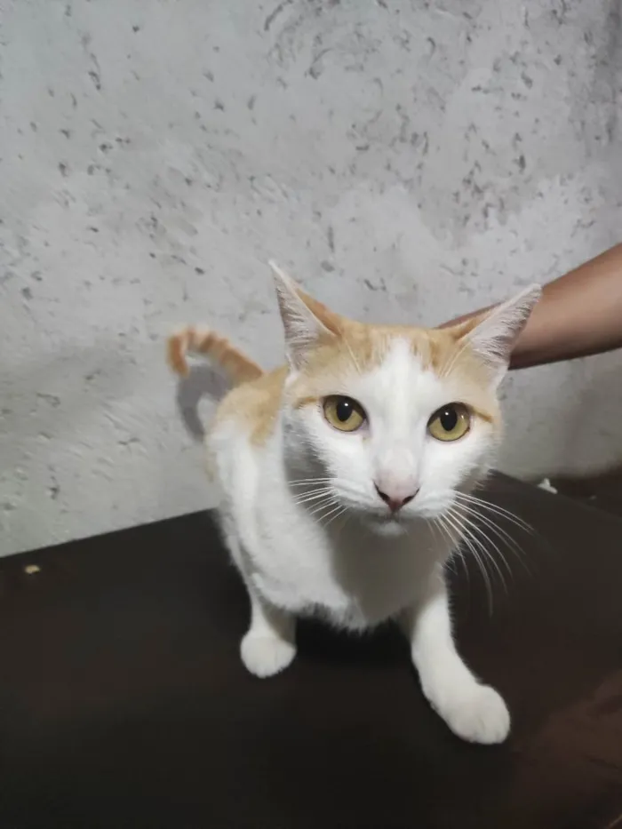 Gato ra a Gato branco e laranja idade 1 ano nome Theo