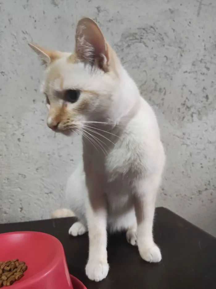 Gato ra a Gato branco e amarelado idade 1 ano nome John