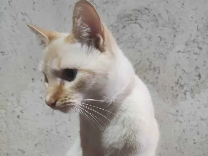 Gato ra a Gato branco e amarelado idade 1 ano nome John