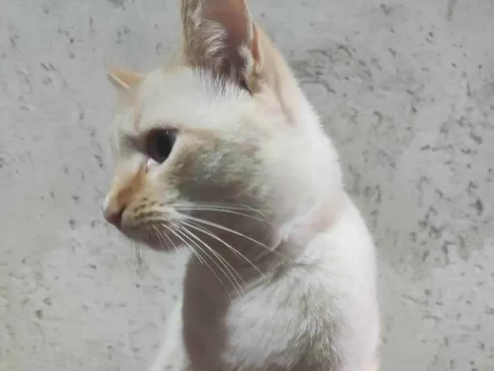 Gato ra a Gato branco e amarelado idade 1 ano nome John