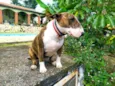 Cachorro raça Bull Terrier idade 3 anos nome Maya