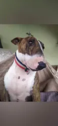 Cachorro raça Bull Terrier idade 3 anos nome Maya