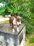Cachorro raça Bull Terrier idade 3 anos nome Maya