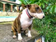 Cachorro raça Bull Terrier idade 3 anos nome Maya